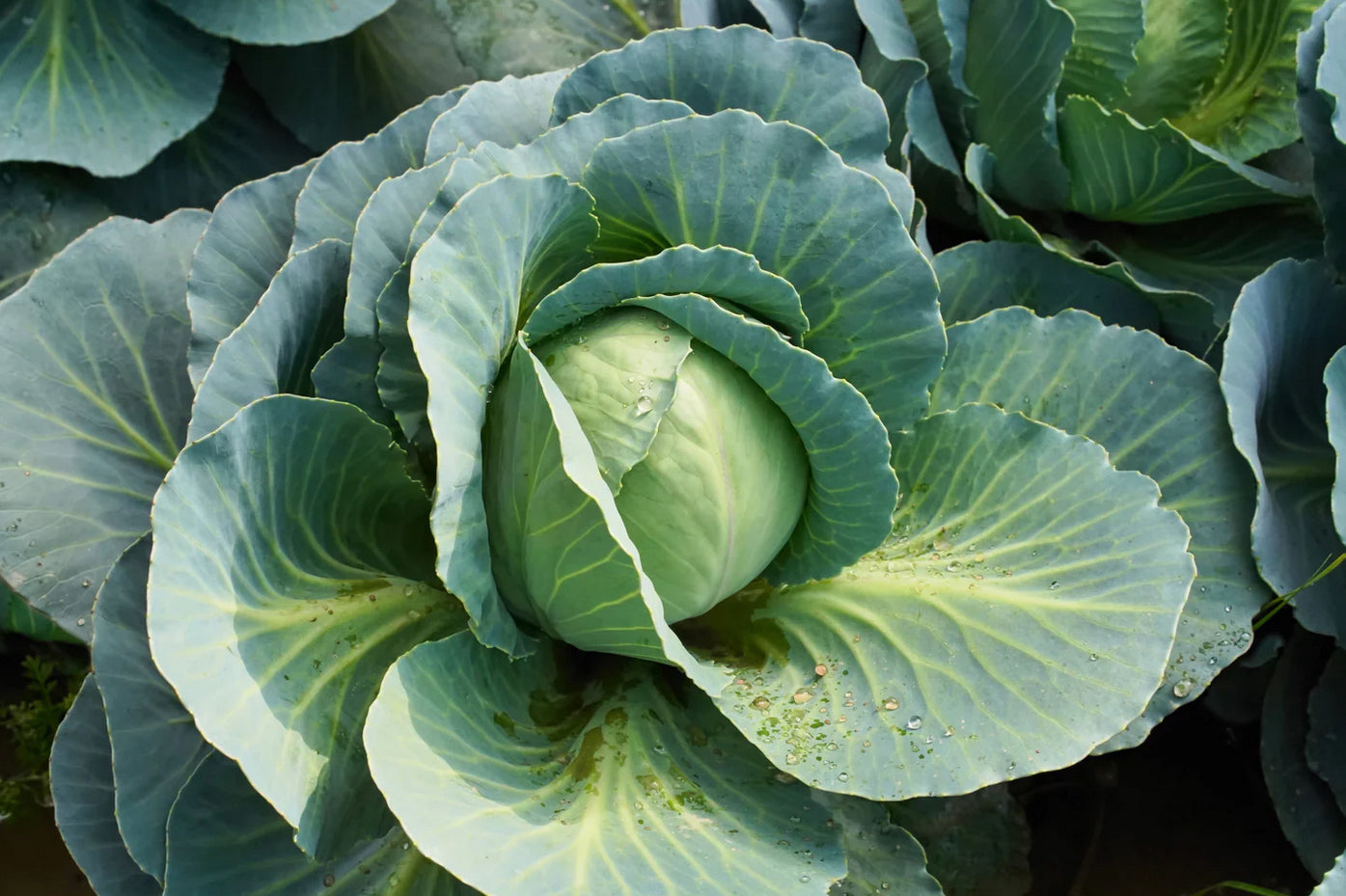 CABBAGE 'Danish Ballhead'