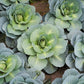 CABBAGE 'Danish Ballhead'