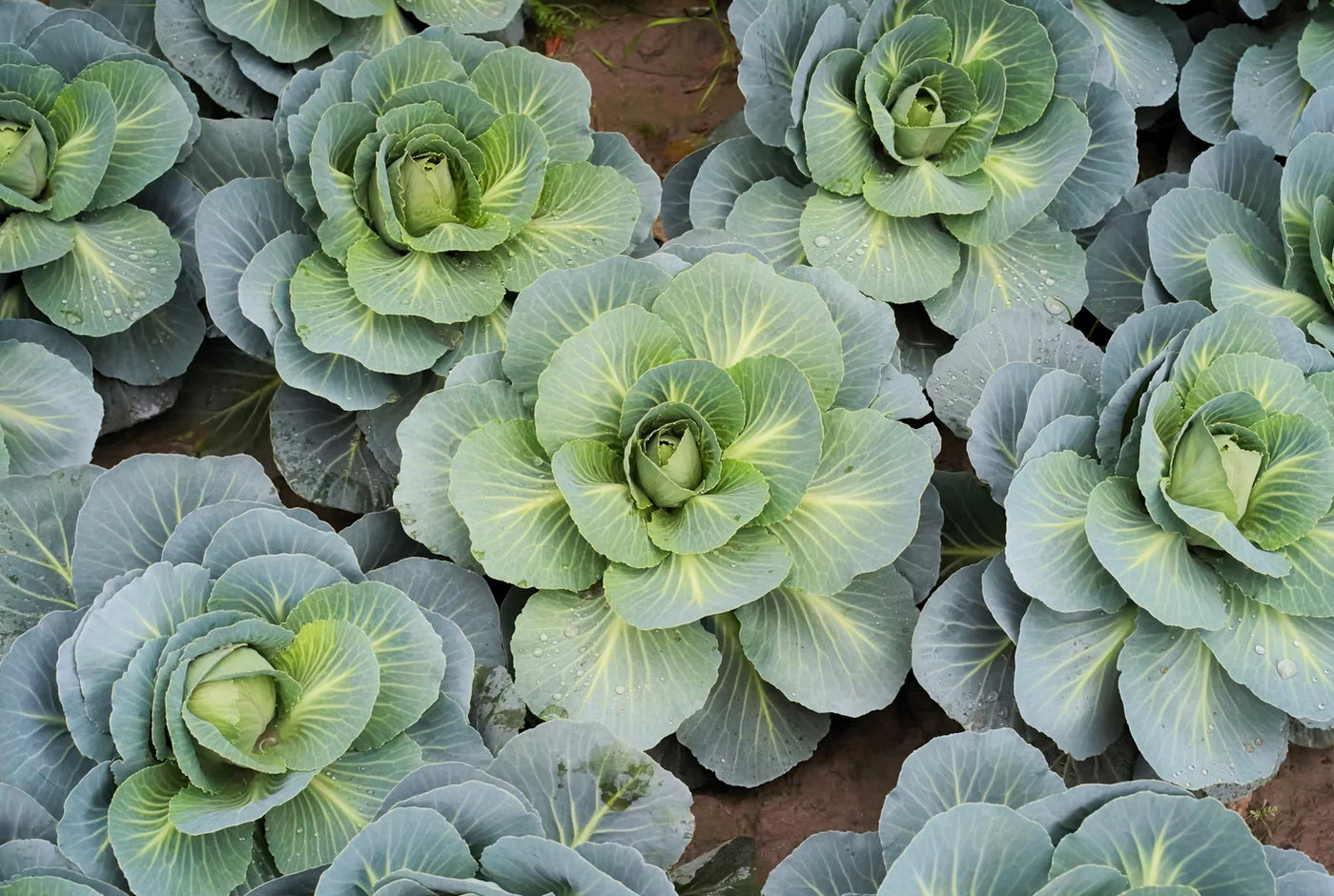 CABBAGE 'Danish Ballhead'