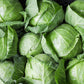 CABBAGE 'Danish Ballhead'