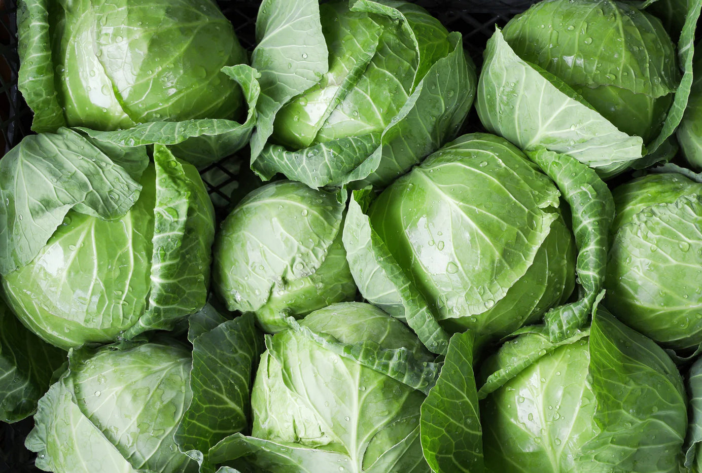 CABBAGE 'Danish Ballhead'