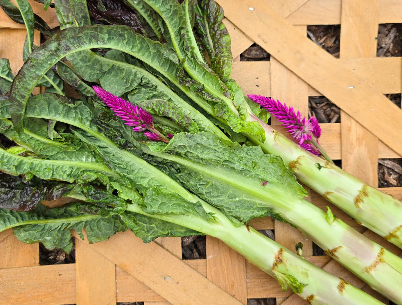 LETTUCE 'Purple Sword Celtuce'