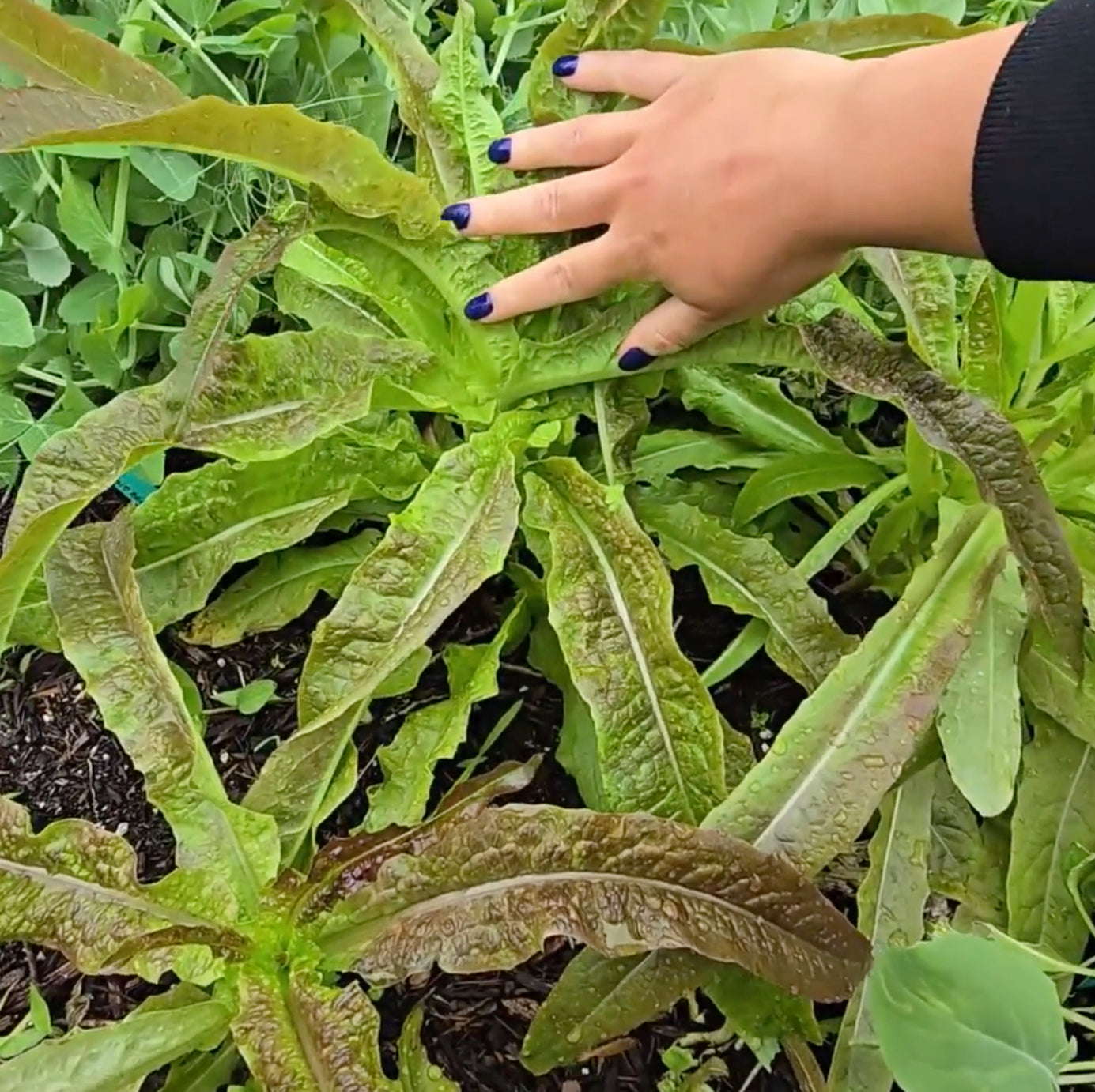 LETTUCE 'Purple Sword Celtuce'