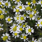 CHAMOMILE 'German' --Matricaria chamomilla--