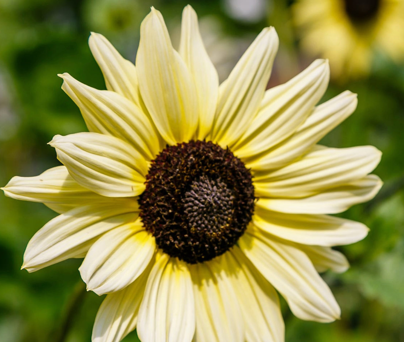 SUNFLOWER 'Ice Cream'