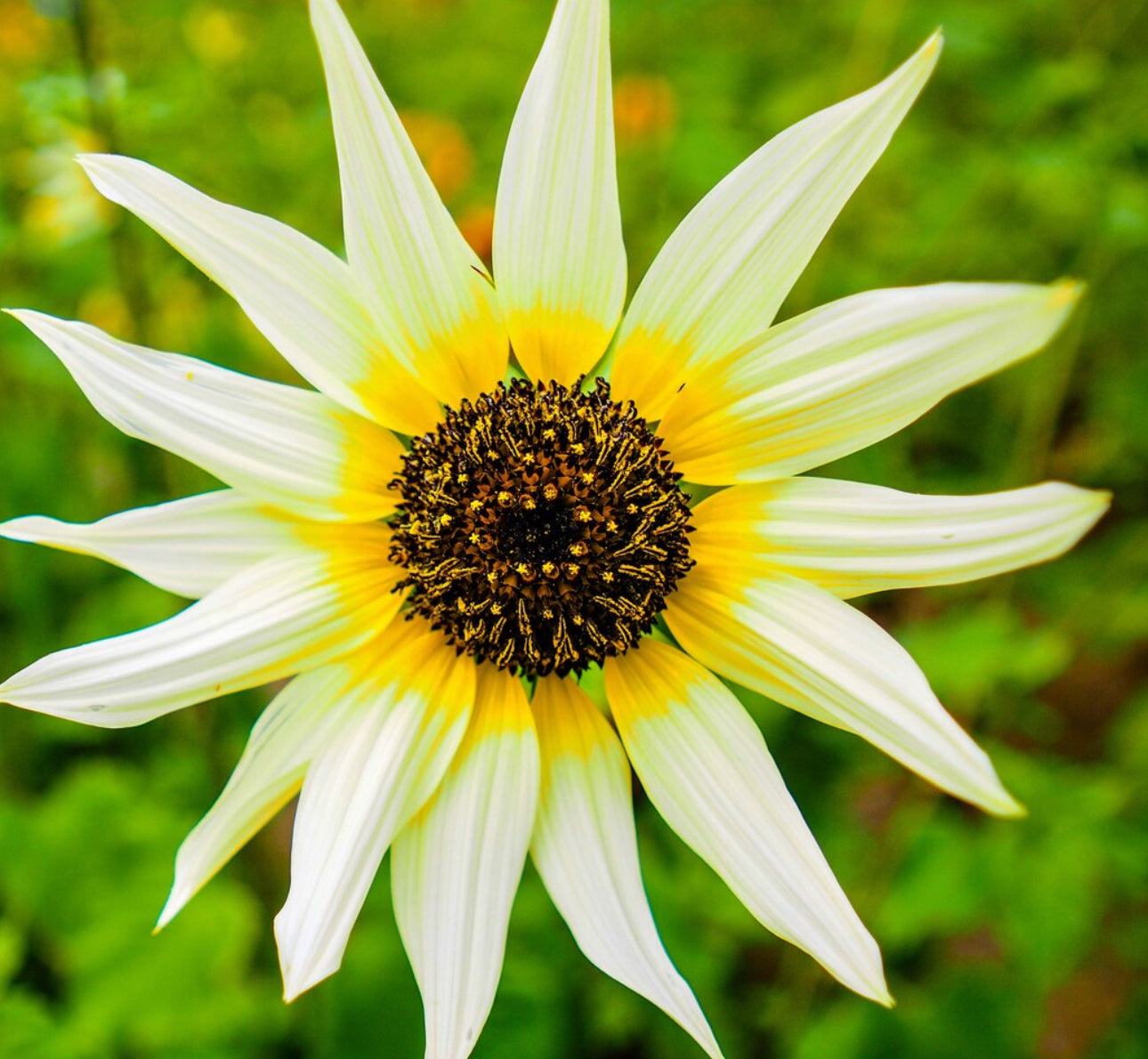 SUNFLOWER 'Ice Cream'