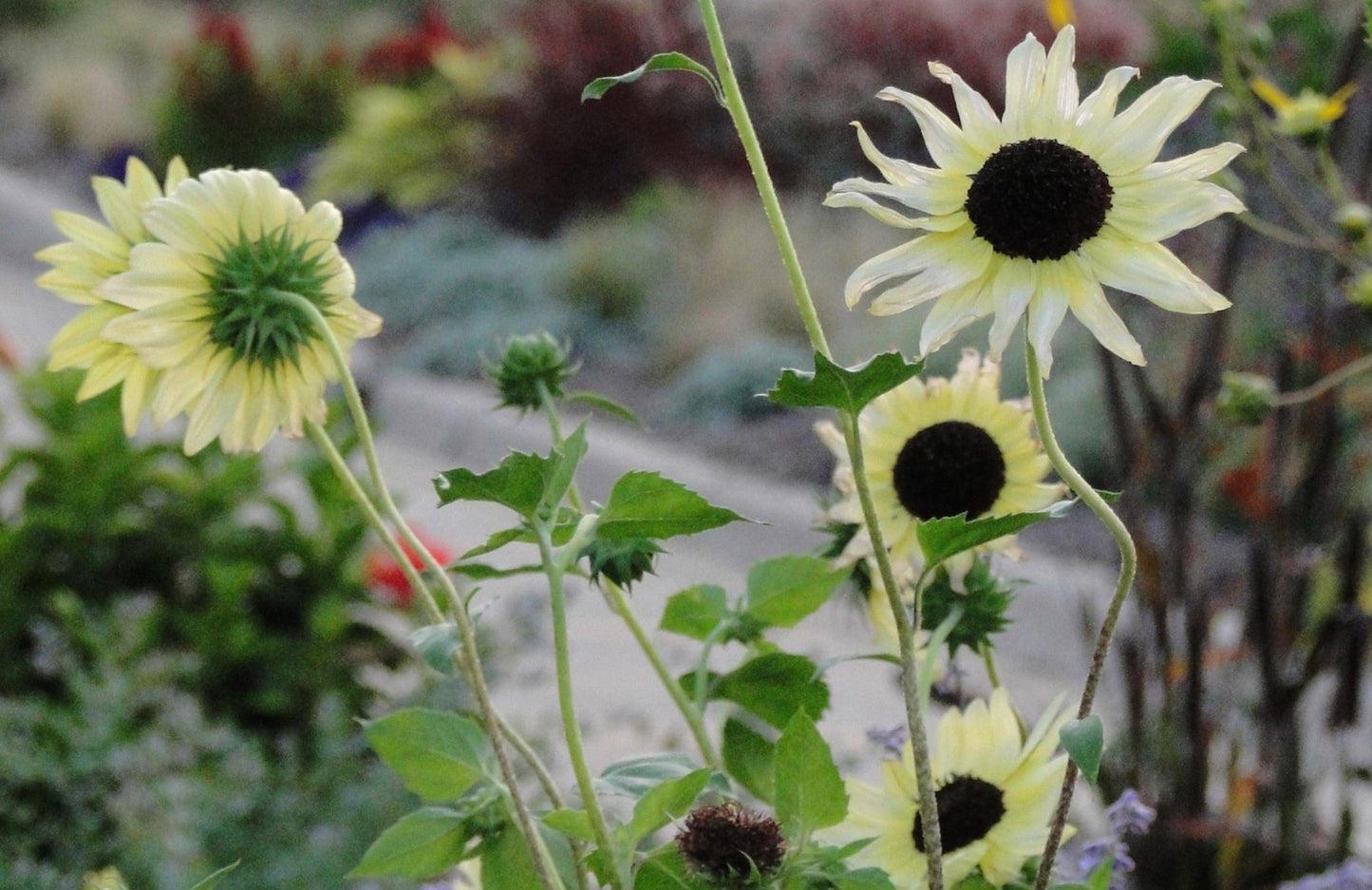 SUNFLOWER 'Ice Cream'