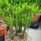 Euphorbia leucodendron --Cat Tail Euphorbia--