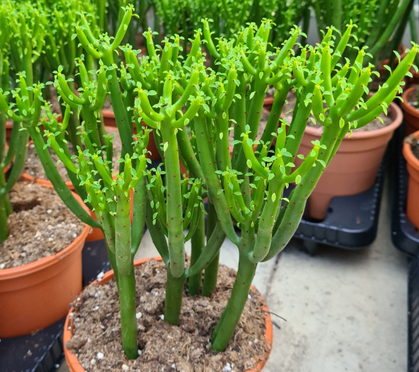 cat tail succulent Euphorbia leucodendron --Cat Tail Euphorbia--