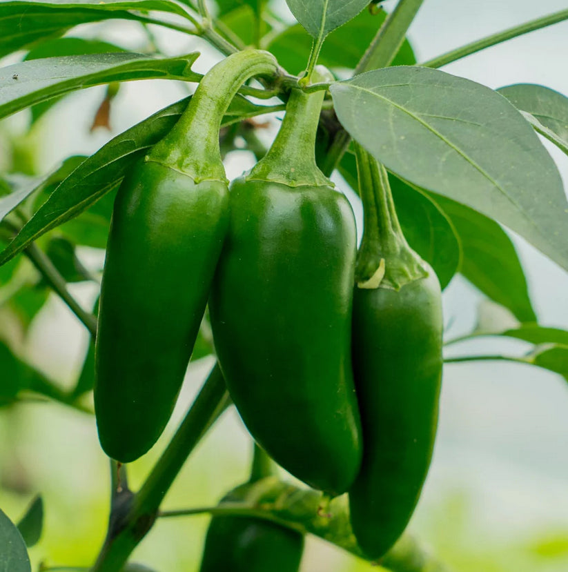 PEPPER 'Early Jalapeño'
