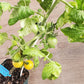 TOMATO 'Gourmandise Yellow'