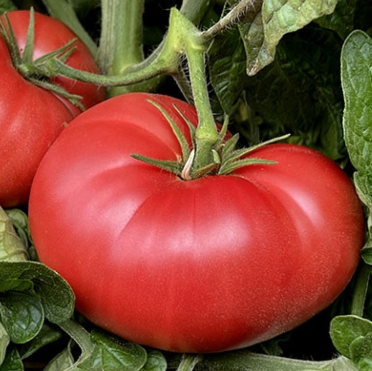 TOMATO 'New Big Dwarf'