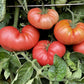 TOMATO 'New Big Dwarf'