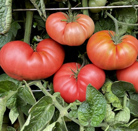 TOMATO 'New Big Dwarf'