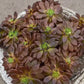 Echeveria 'Serrana'