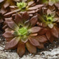 Echeveria 'Serrana'