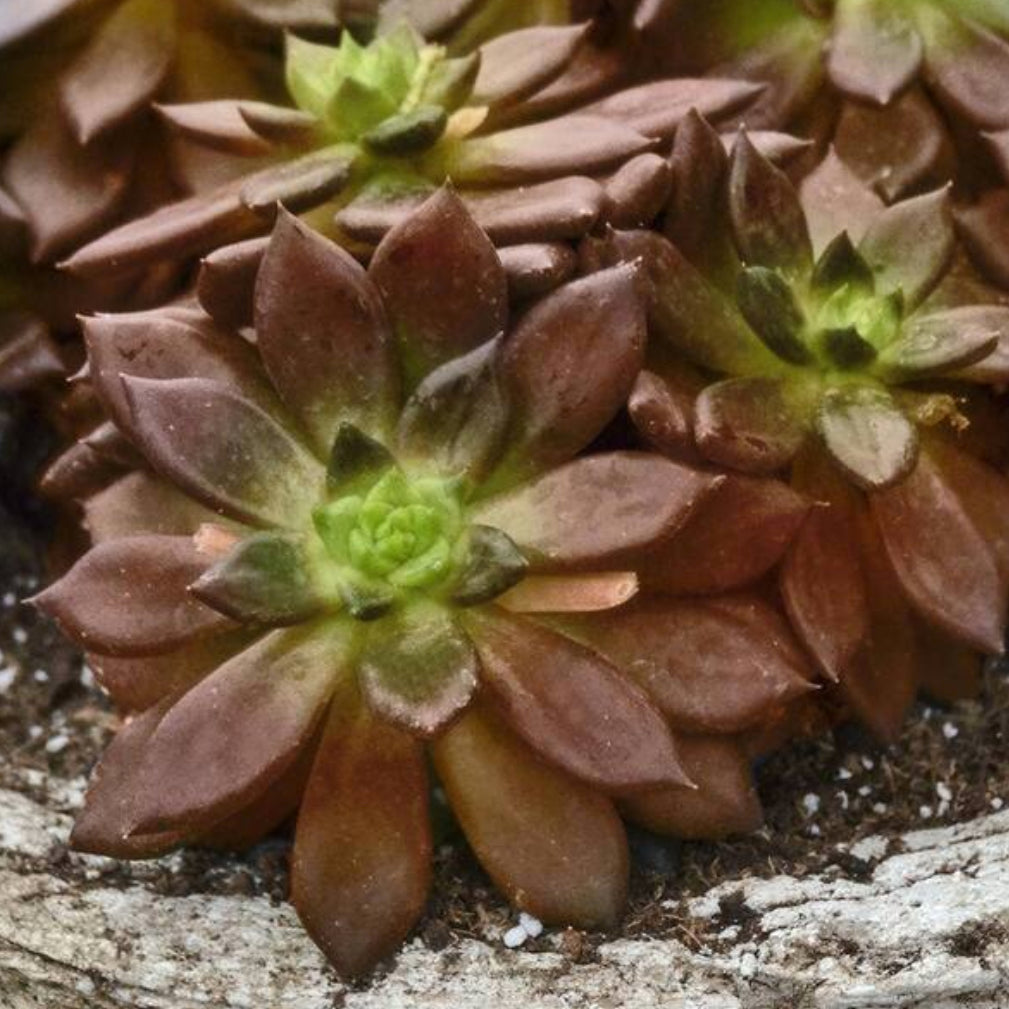 Echeveria 'Serrana'