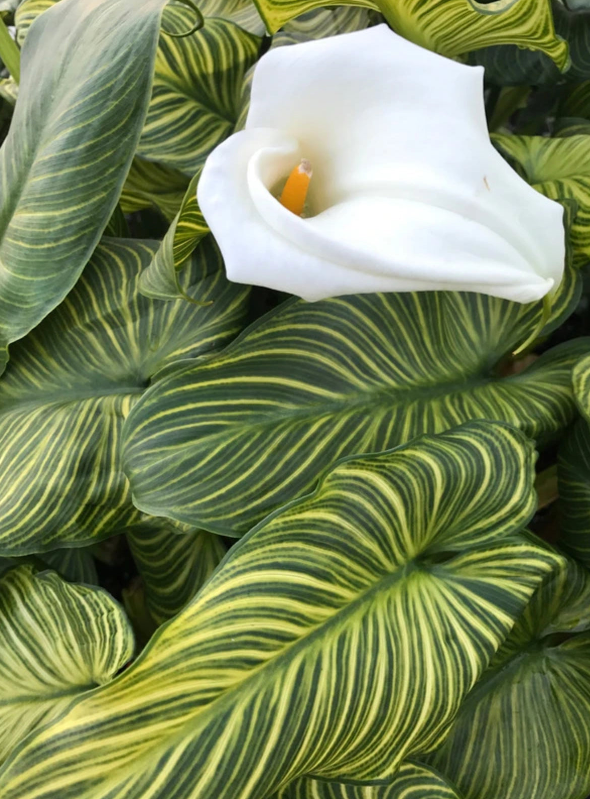 Zantedeschia aethiopica --African Gold Calla Lily-- - Texas