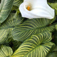 Zantedeschia aethiopica --African Gold Calla Lily--