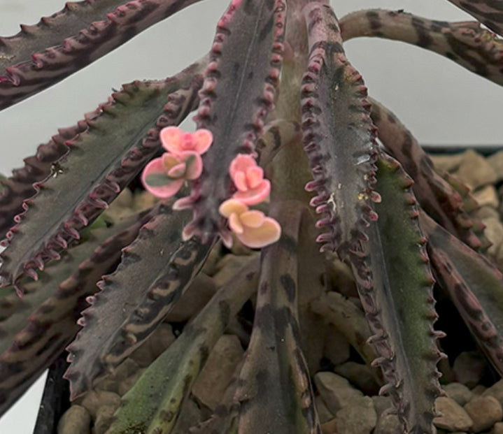 succulent butterfly plant Kalanchoe 'Pink Butterflies'