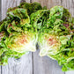 LETTUCE 'Speckled Amish'