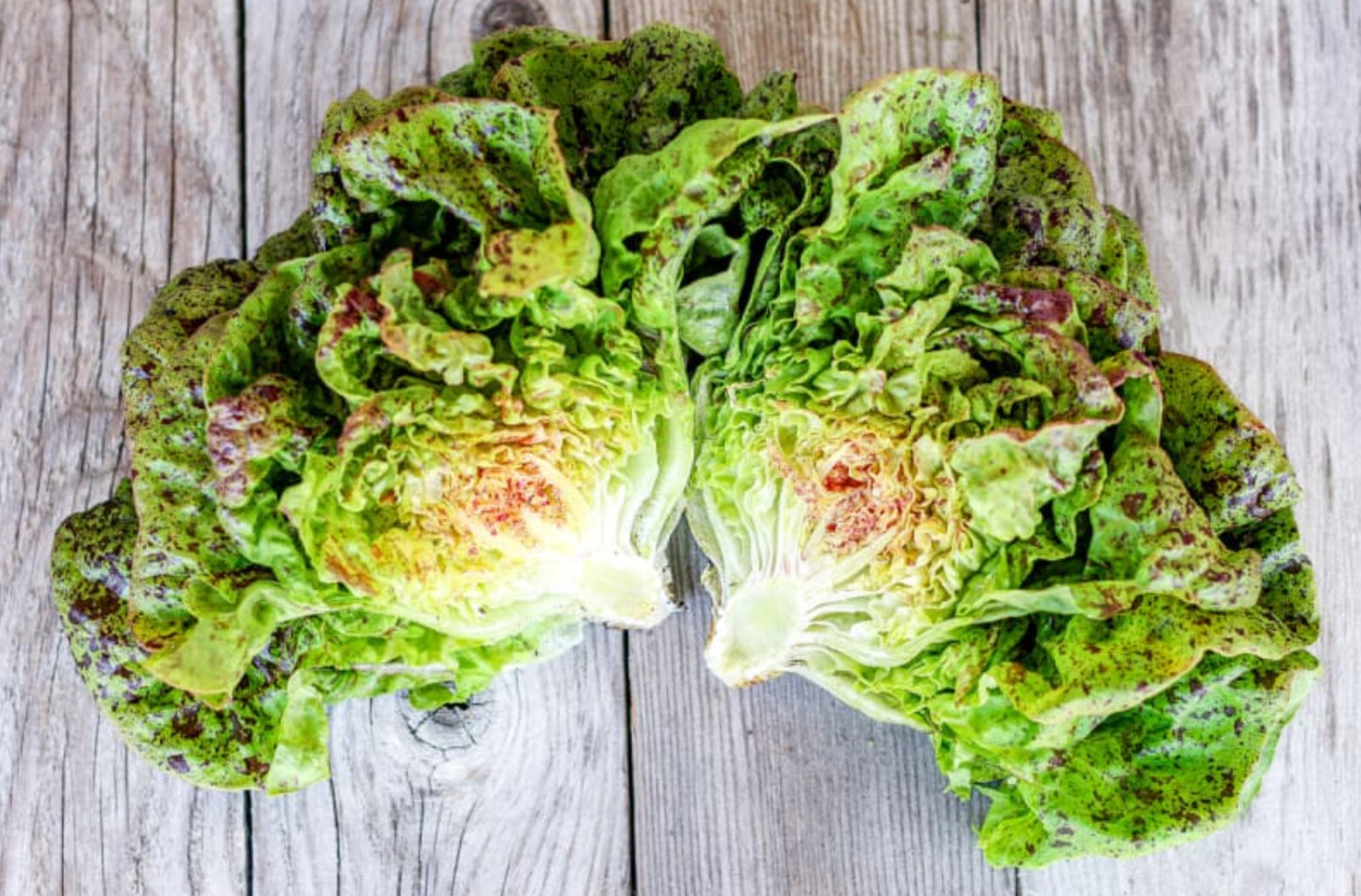 LETTUCE 'Speckled Amish'