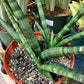 Sansevieria cylindrica 'Boncel' --Starfish Snake Plant--