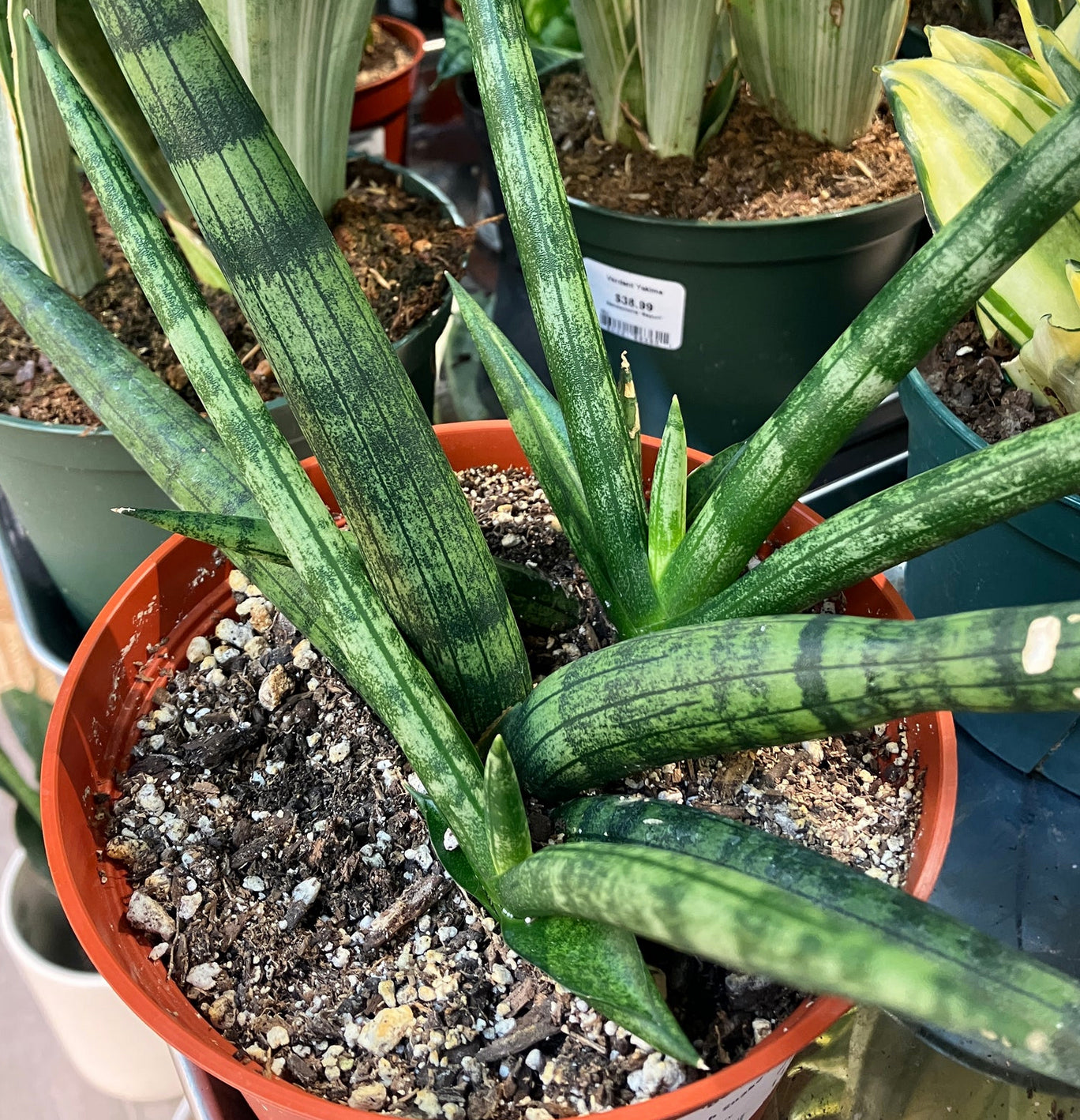TRUBUS sansevieria 200種のサンスベリア Sansevieria 'Silver Streak' 10