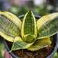 Sansevieria trifasciata --Pagoda Yellow Variegated Snake Plant--