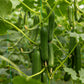 CUCUMBER 'Improved Long Green'