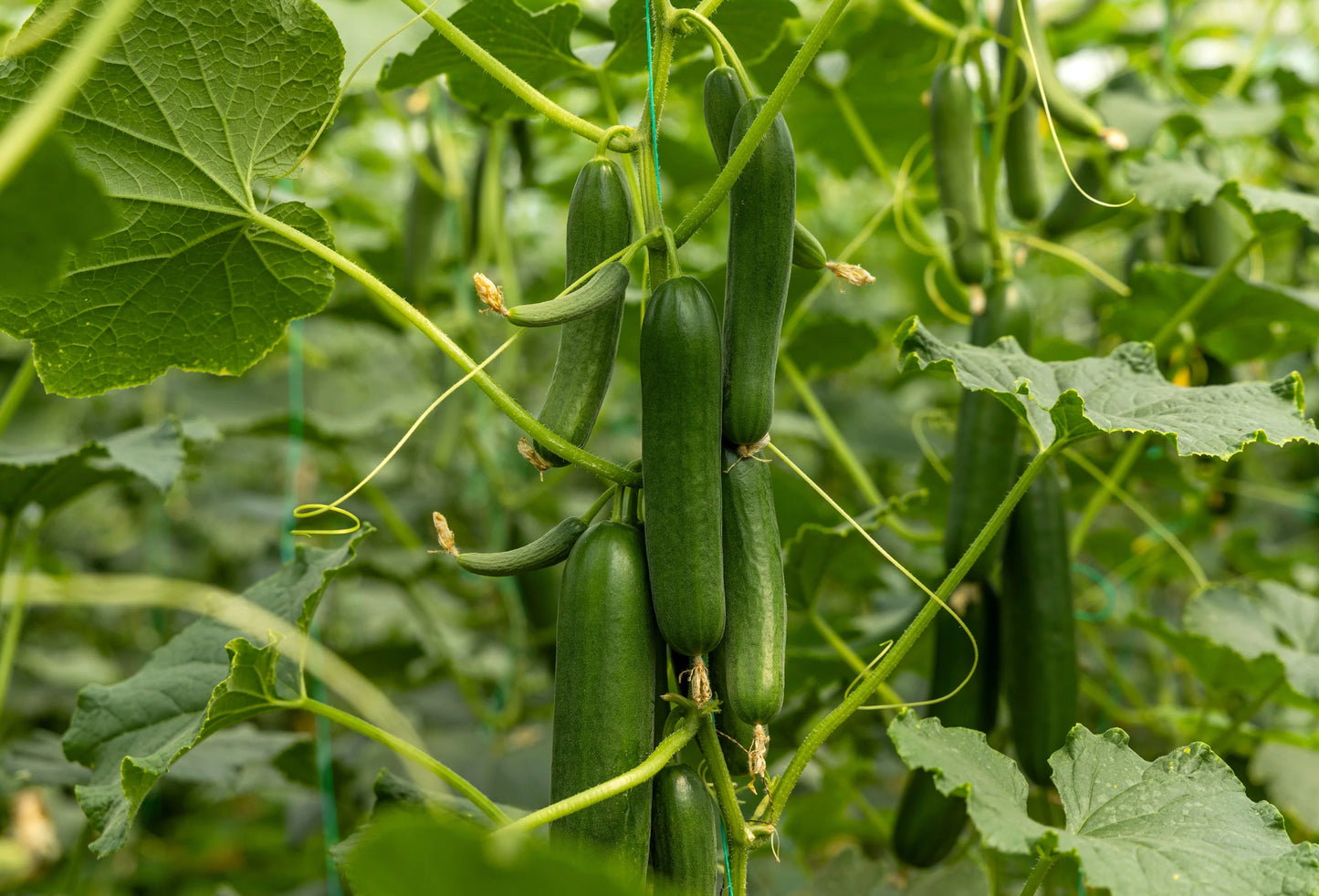 CUCUMBER 'Improved Long Green'