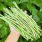 BEAN 'Thai Soldier' --Vigna unguiculata--