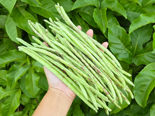 BEAN 'Thai Soldier' --Vigna unguiculata--