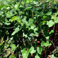 BEAN 'Thai Soldier' --Vigna unguiculata--