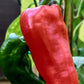 PEPPER 'Txorixero'
