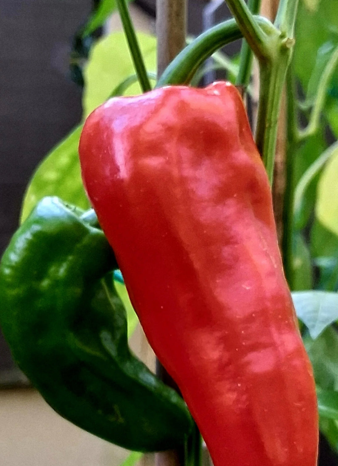 PEPPER 'Txorixero'