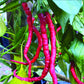 PEPPER 'Kaddi Mirchi'