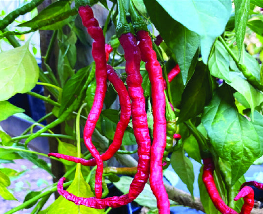 PEPPER 'Kaddi Mirchi'
