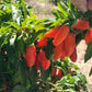 PEPPER 'Orange Spice Jalapeño'