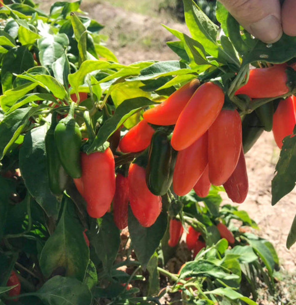 PEPPER 'Orange Spice Jalapeño'