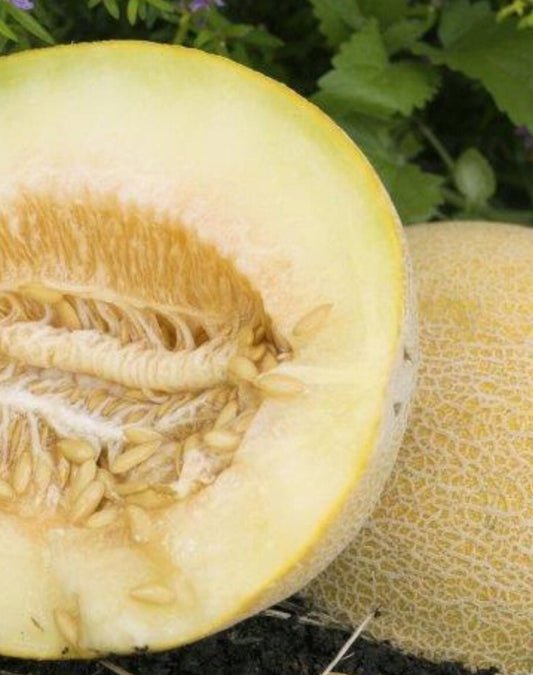 MELON 'Incredible'