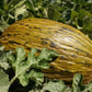 MELON 'Piel de Sapo'
