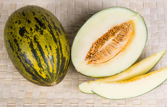 MELON 'Piel de Sapo'