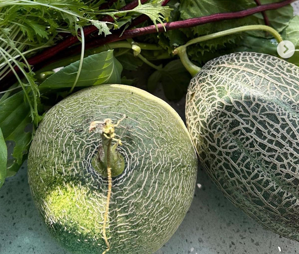 MELON 'Ichiba Kouji' - Gardening Delivery – Lone Star Nursery
