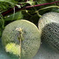 MELON 'Ichiba Kouji'