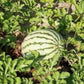 MELON 'Dixie Queen Watermelon'