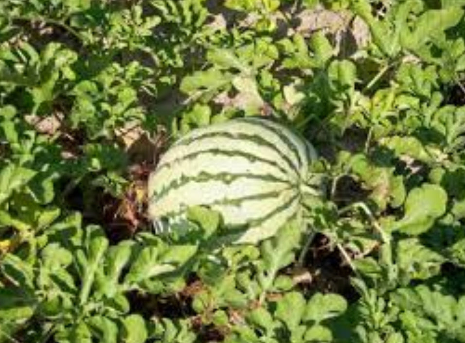 MELON 'Dixie Queen Watermelon'