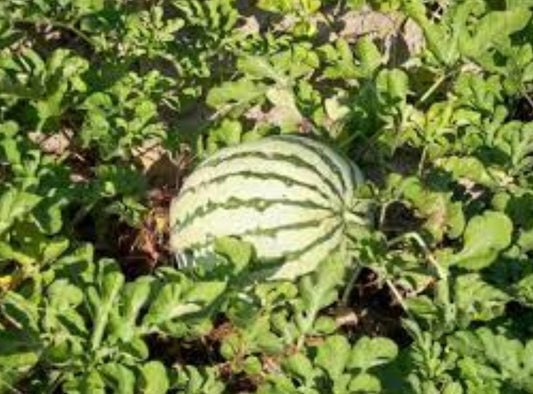 MELON 'Dixie Queen Watermelon'