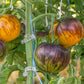 TOMATO 'Alice's Dream'