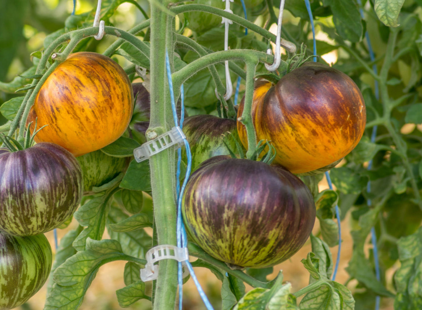 TOMATO 'Alice's Dream'